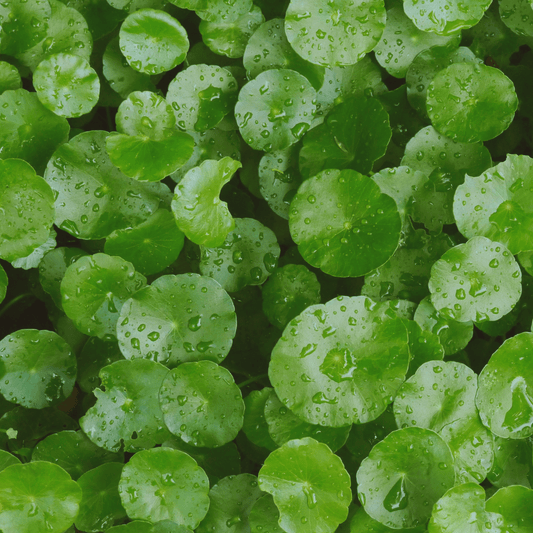 Centella asiatica - Brynn Beauty