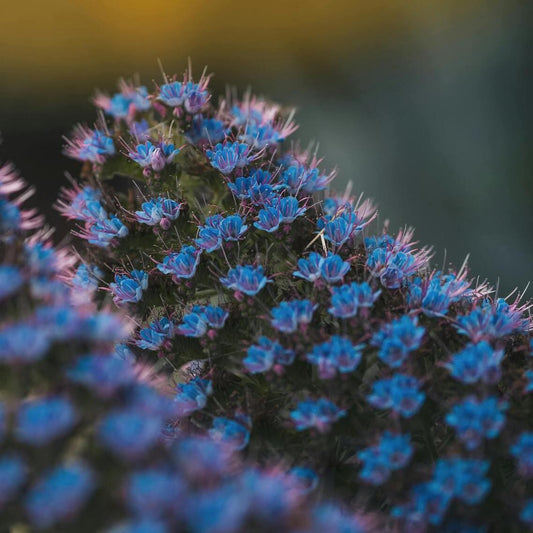 ECHIUM SEED OIL - Brynn Beauty