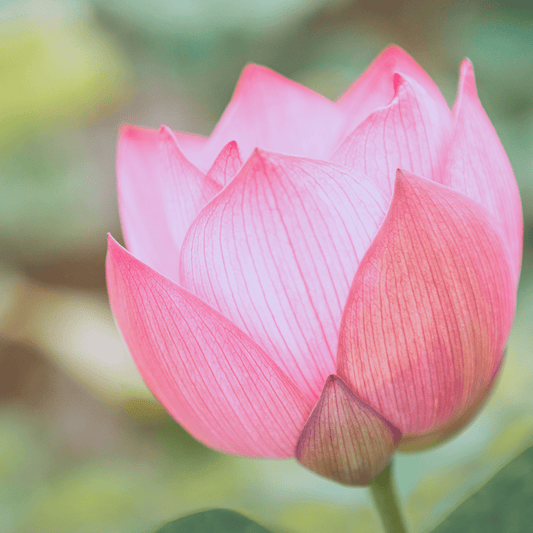 Lotus Flower - Brynn Beauty