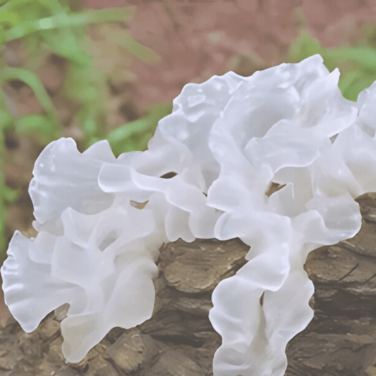 Snow Mushroom - Brynn Beauty