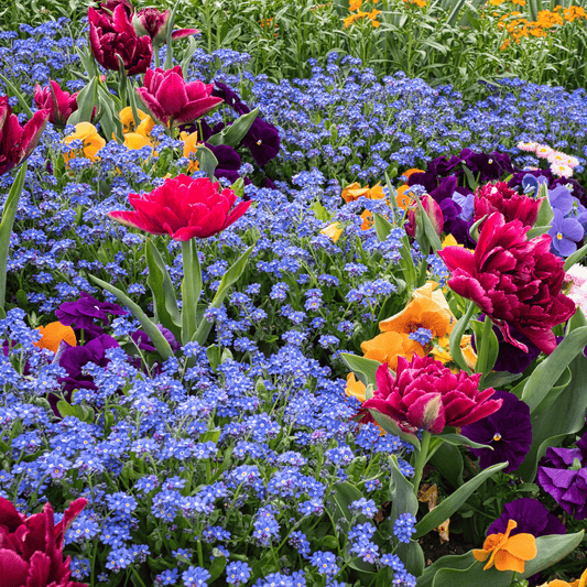 The Beauty of Color: 10 Naturally Pigmented Ingredients That Nourish Your Skin - Brynn Beauty