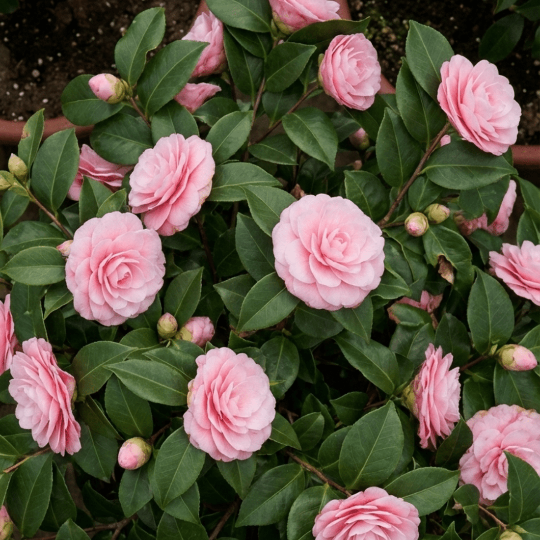 CAMELLIA ROSE - Brynn Beauty