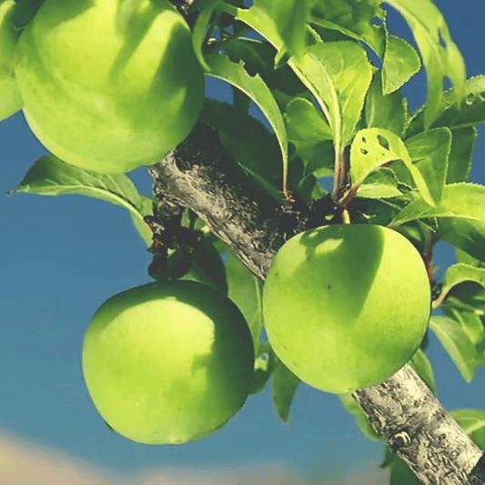 Green Plum - Brynn Beauty