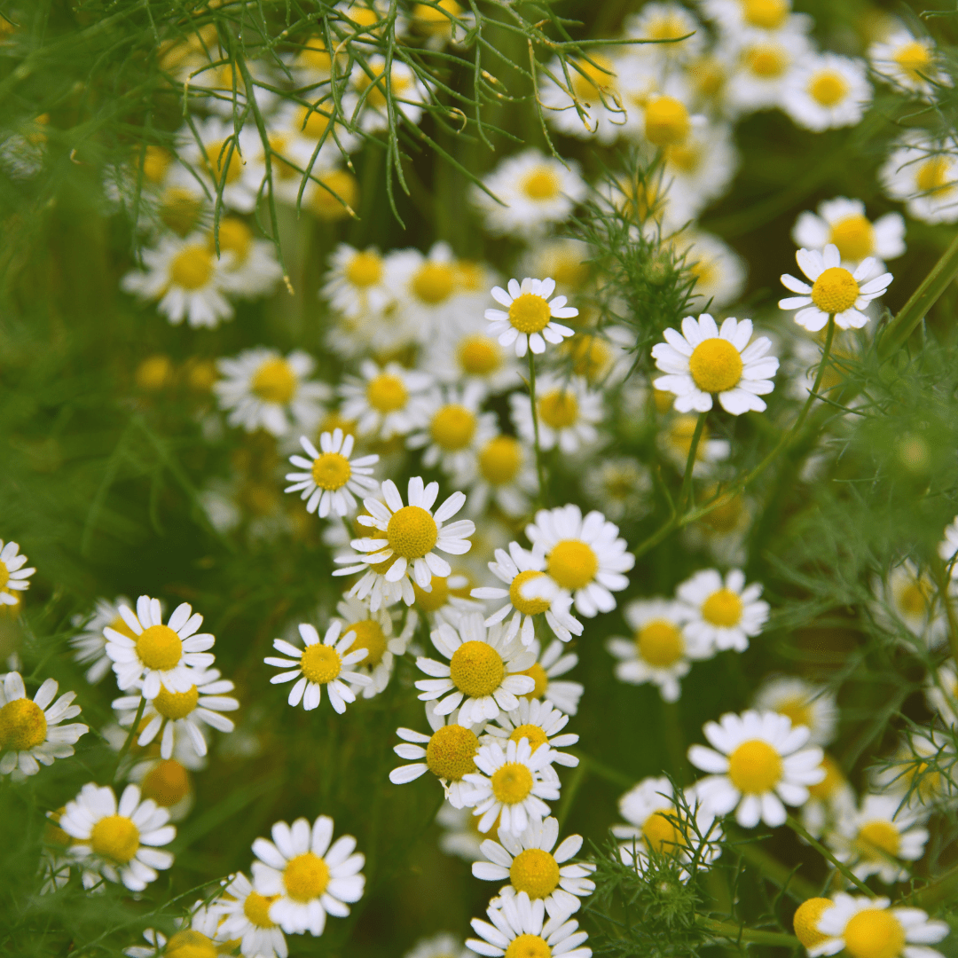 GUAIAZULENE - Brynn Beauty