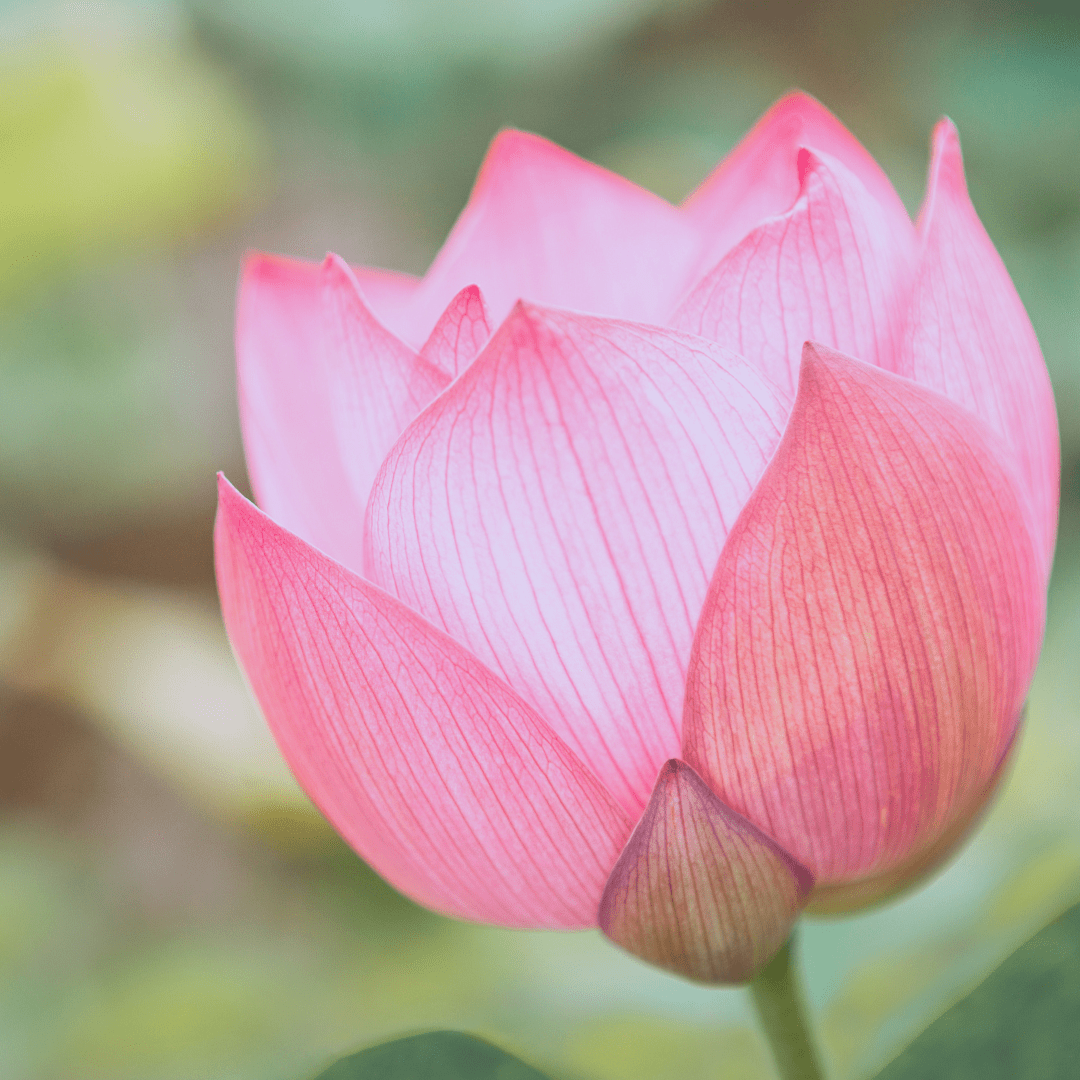 LOTUS FLOWER - Brynn Beauty